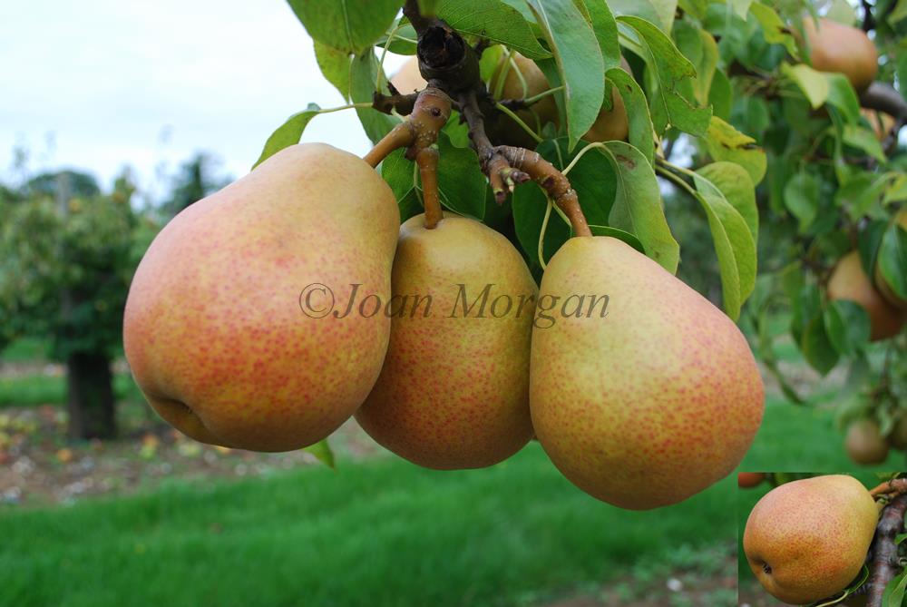 The Book of Pears Duchesse Bérerd